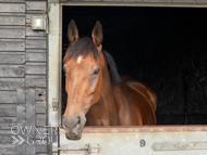 PN040824-149 - Paul Nicholls stable visit